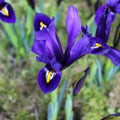 Buy Iris reticulata 'Blue Hill' Bulbs online UK