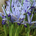 Buy Iris reticulata 'Clairette' Bulbs online UK