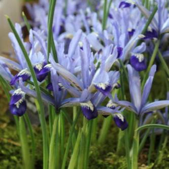 Buy Iris reticulata 'Clairette' Bulbs online UK