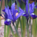 Buy Iris reticulata 'Fabiola' Bulbs online UK