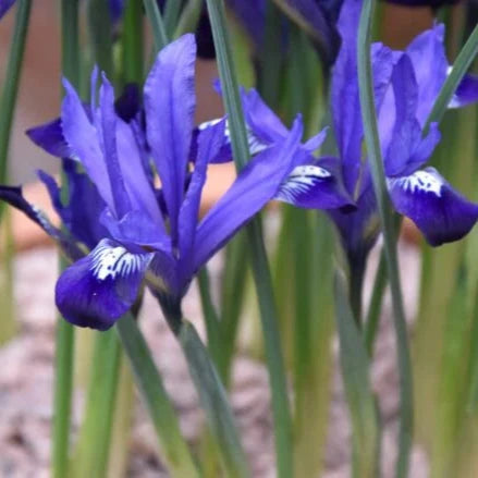 Buy Iris reticulata 'Fabiola' Bulbs online UK