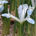 Buy Iris reticulata 'Frozen Planet' Bulbs online UK