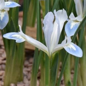 Buy Iris reticulata 'Frozen Planet' Bulbs online UK