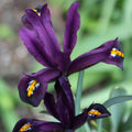 Buy Iris reticulata 'J.S.Dijt' Bulbs online UK