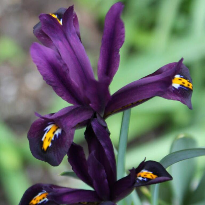 Buy Iris reticulata 'J.S.Dijt' Bulbs online UK