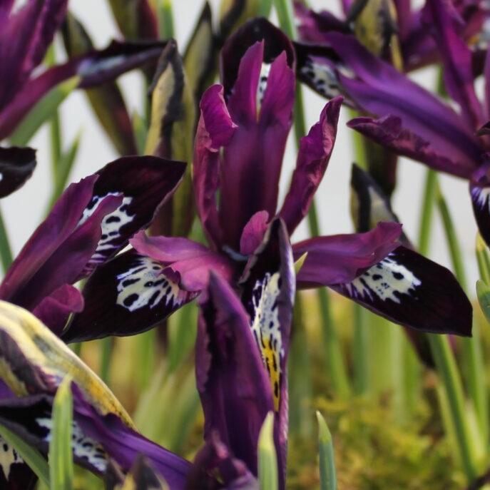 Buy Iris reticulata 'Pauline' Bulbs online UK