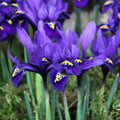 Buy Iris reticulata 'Pixie' Bulbs online UK