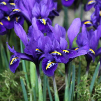 Buy Iris reticulata 'Pixie' Bulbs online UK