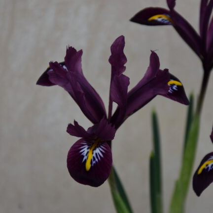 Iris reticulata 'Rejoice' Bulbs