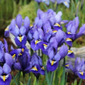 Buy Iris reticulata 'Rhapsody' Bulbs online UK