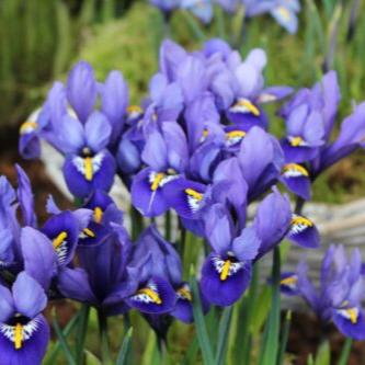 Buy Iris reticulata 'Rhapsody' Bulbs online UK