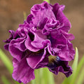 A closeup of a ruffled, violet Iris siberica 'Bundle Of Joy' flower standing over it's bright green leaves.