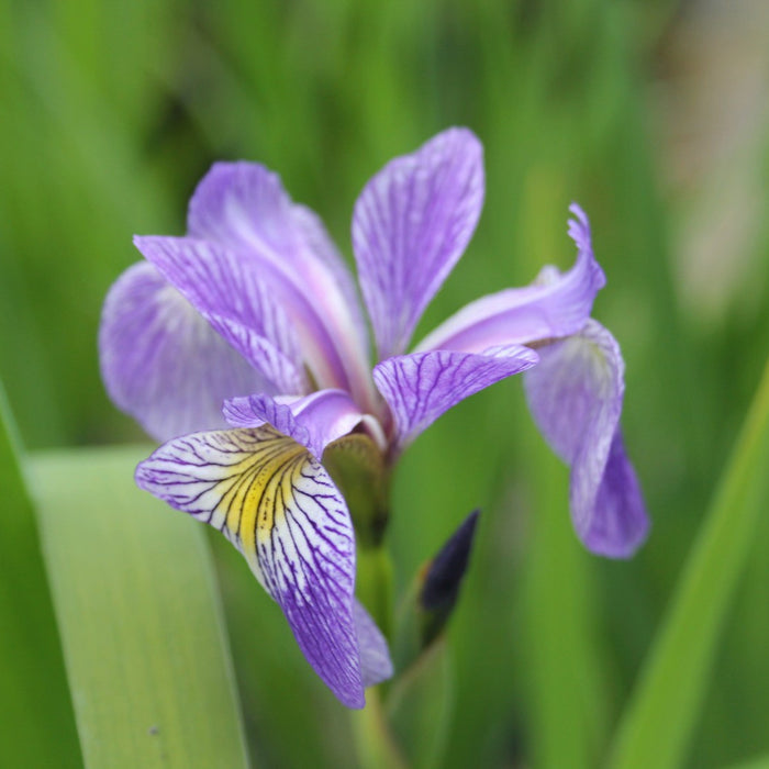 Buy Iris sibirica (Siberian Flag) online UK
