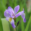 Buy Iris sibirica (Siberian Flag) online UK