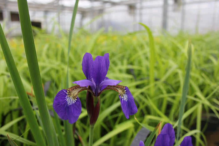 Buy Iris sibirica (Siberian Flag) online UK