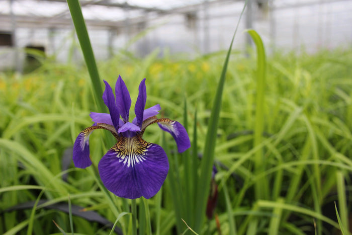 Buy Iris sibirica (Siberian Flag) online UK