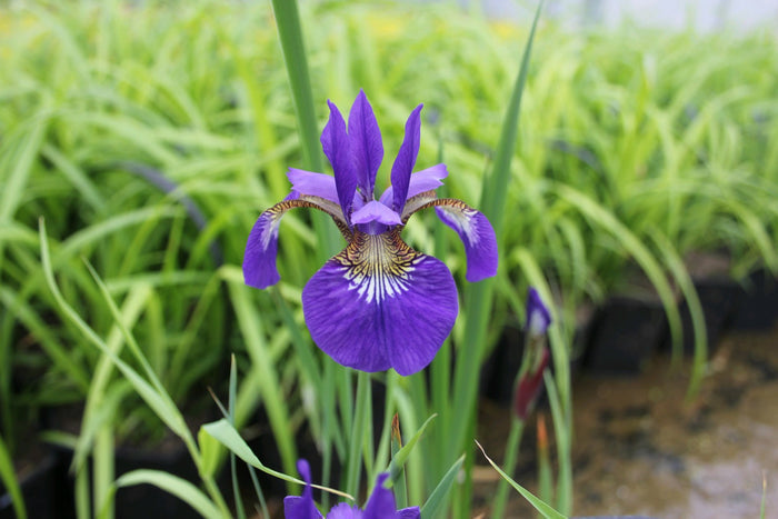 Buy Iris sibirica (Siberian Flag) online UK