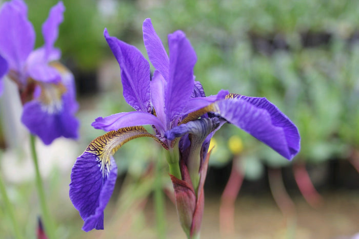 Buy Iris sibirica (Siberian Flag) online UK