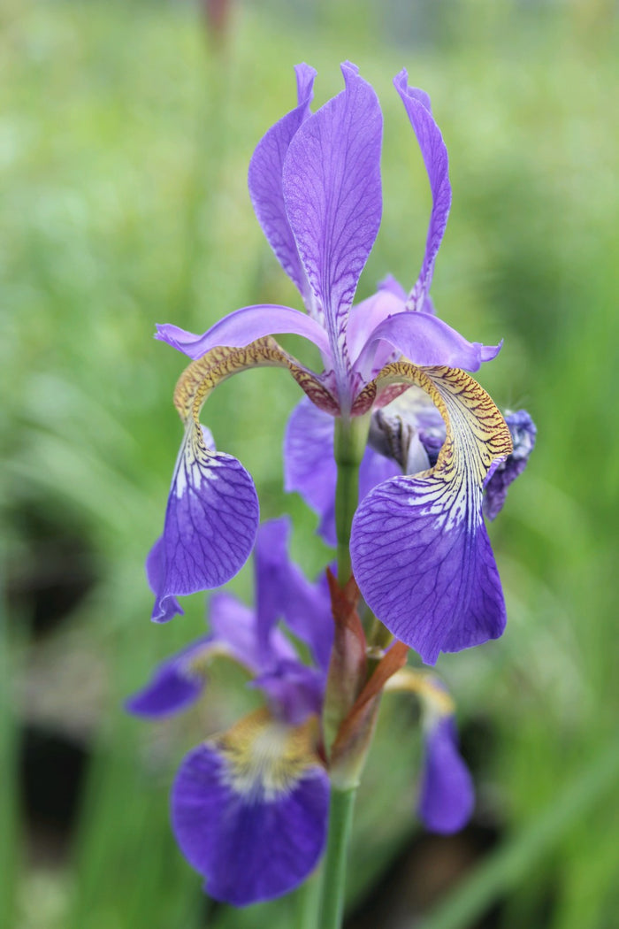 Buy Iris sibirica (Siberian Flag) online UK