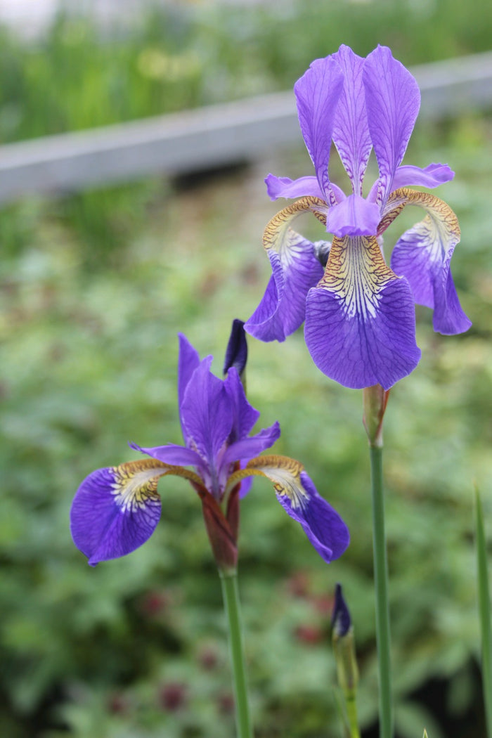 Buy Iris sibirica (Siberian Flag) online UK