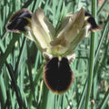 Buy Iris tuberosus (Snake's Head Iris) Bulbs online UK