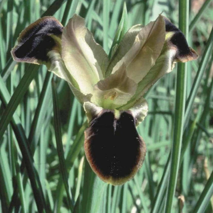 Buy Iris tuberosus (Snake's Head Iris) Bulbs online UK
