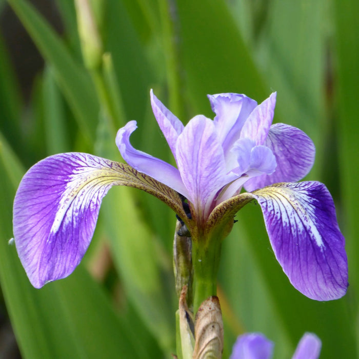 Buy Iris versicolor (Blue Flag) online UK