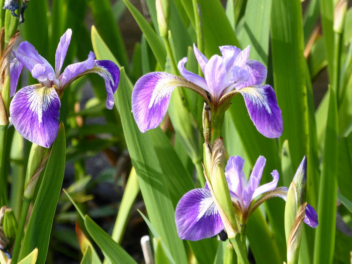 Buy Iris versicolor (Blue Flag) online UK