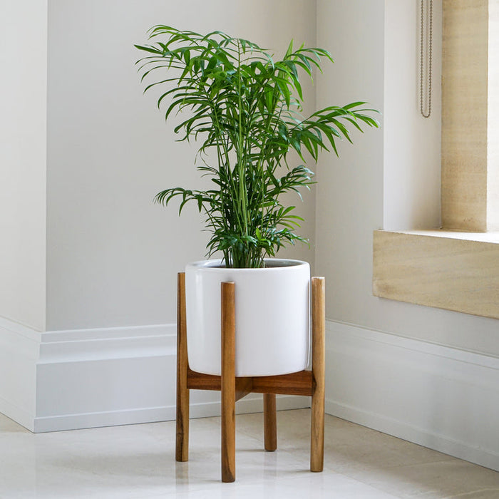 Buy Ivyline Anzio Planter with Wooden Stand online UK