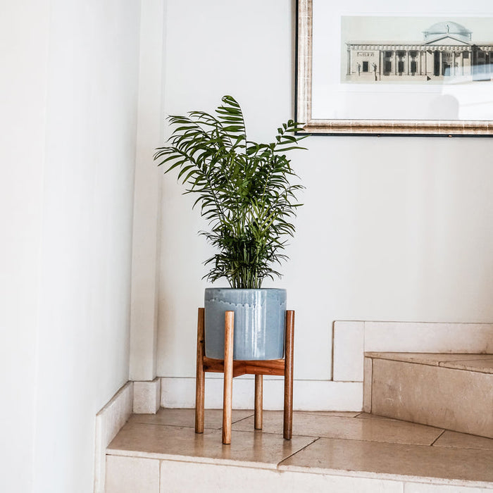 Buy Ivyline Anzio Planter with Wooden Stand online UK