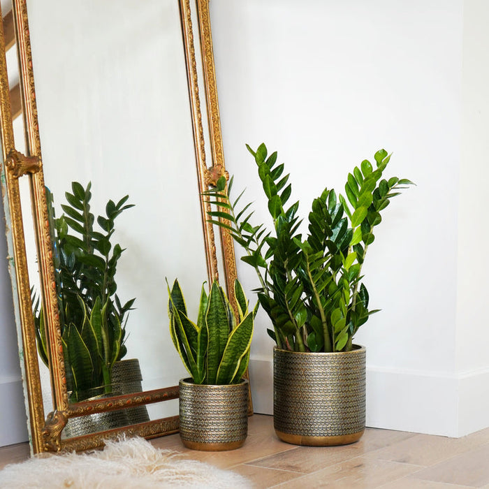 Buy Ivyline Gold Solis Embossed Planter online UK