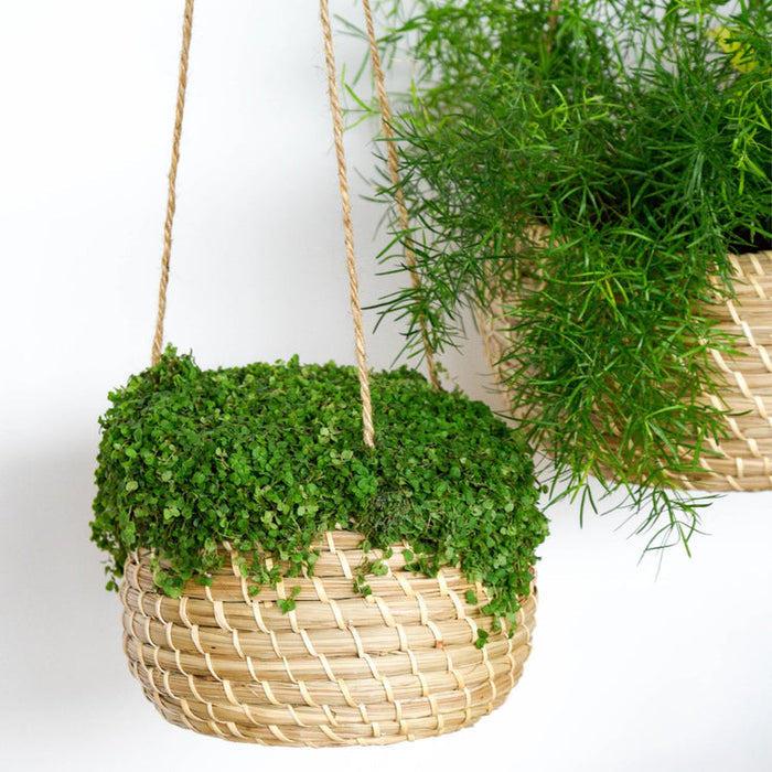Buy Ivyline Hanging Seagrass Planters - 2 Set online UK