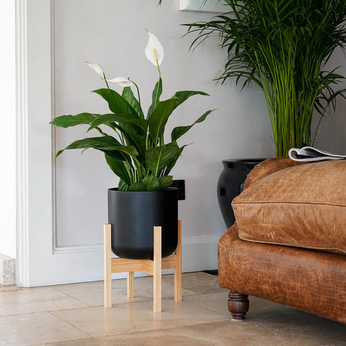 Buy Ivyline Lisbon Pot with Stand online UK