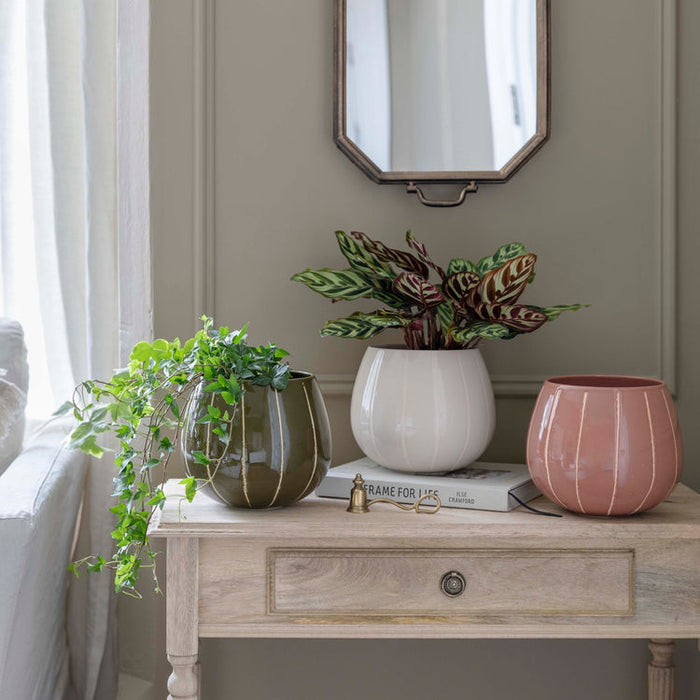 Buy Ivyline Nova Wax Relief Planter online UK