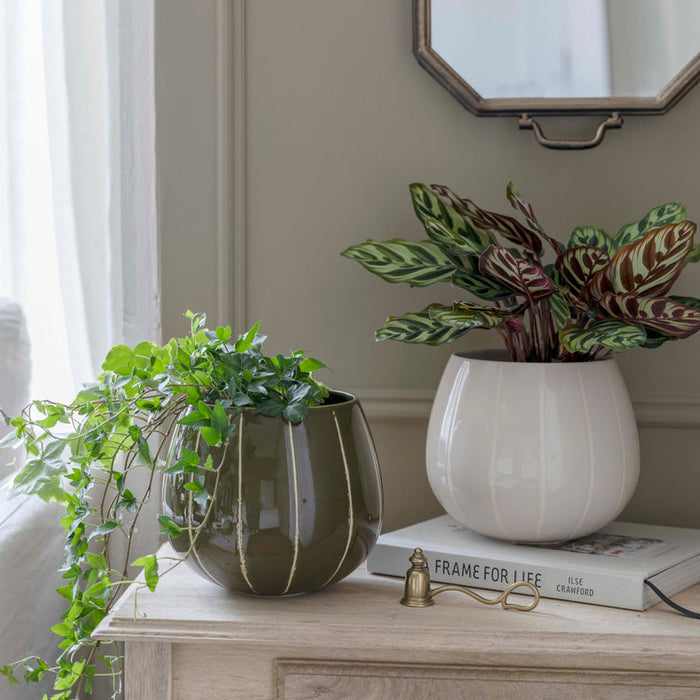 Buy Ivyline Nova Wax Relief Planter online UK