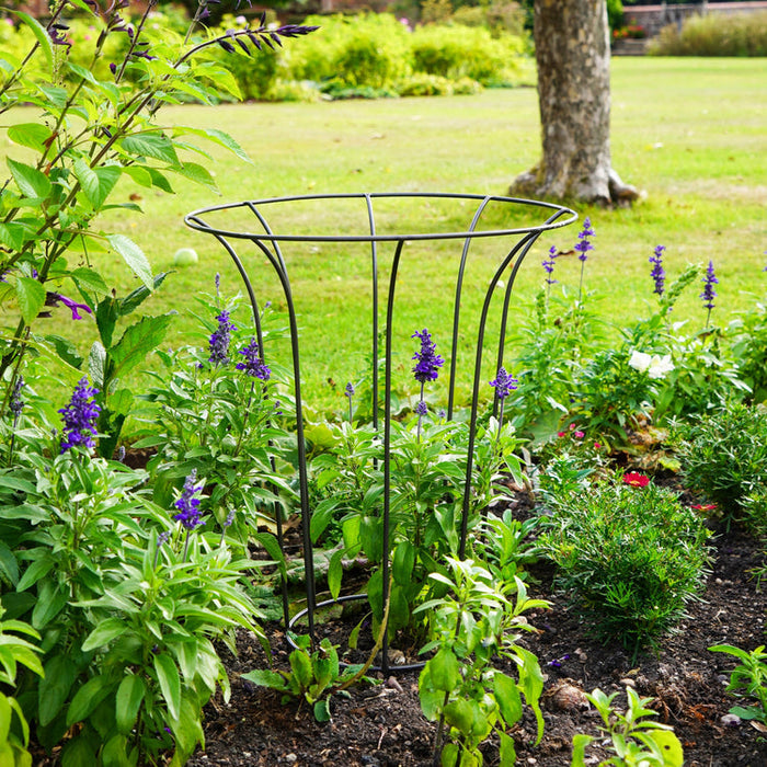 Buy Ivyline Outdoor Fluted Climber online UK