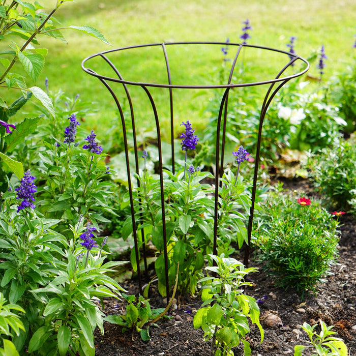 Buy Ivyline Outdoor Fluted Climber online UK