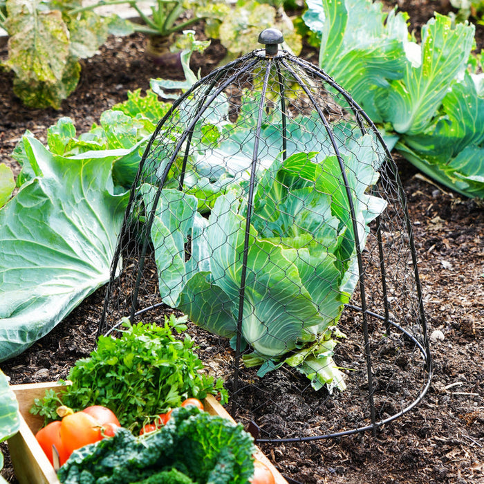 Buy Ivyline Outdoor Wire Netted Plant Protector online UK