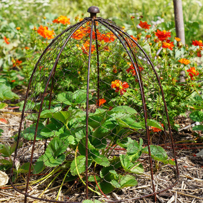 Buy Ivyline Outdoor Wire Netted Plant Protector online UK