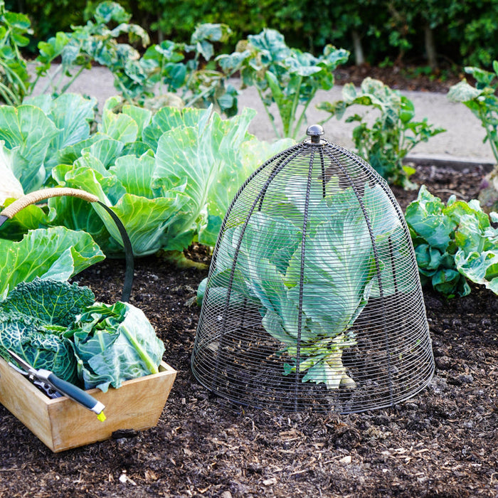 Buy Ivyline Outdoor Wired Plant Protector online UK