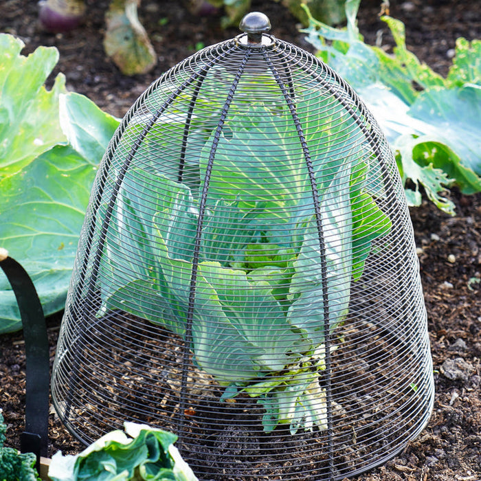 Buy Ivyline Outdoor Wired Plant Protector online UK