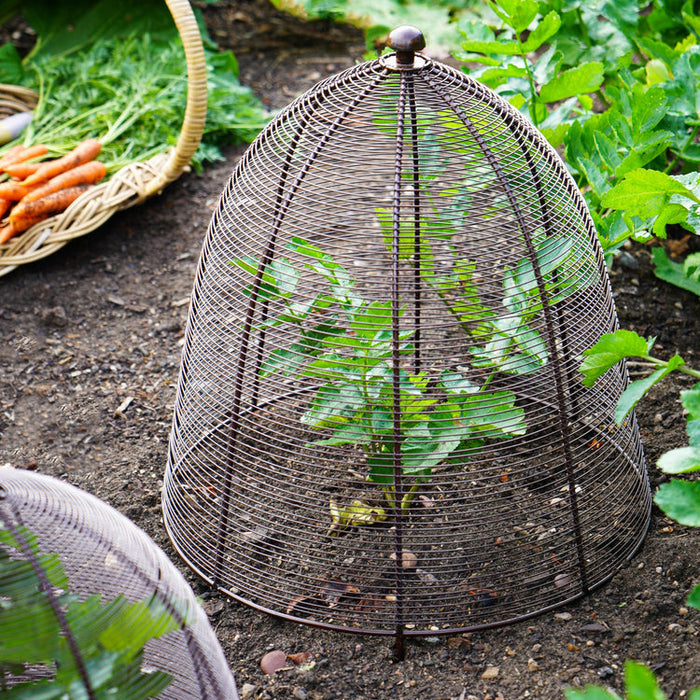 Buy Ivyline Outdoor Wired Plant Protector online UK