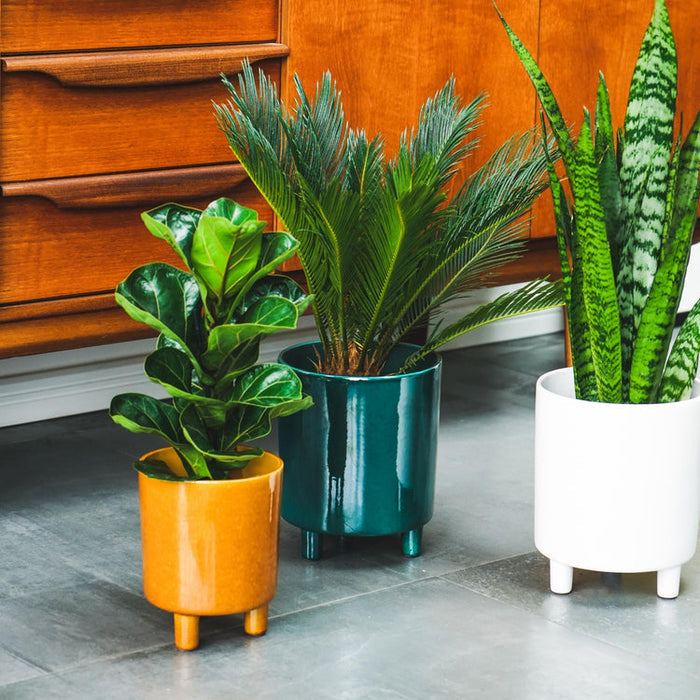 Buy Ivyline Pisa Planter online UK