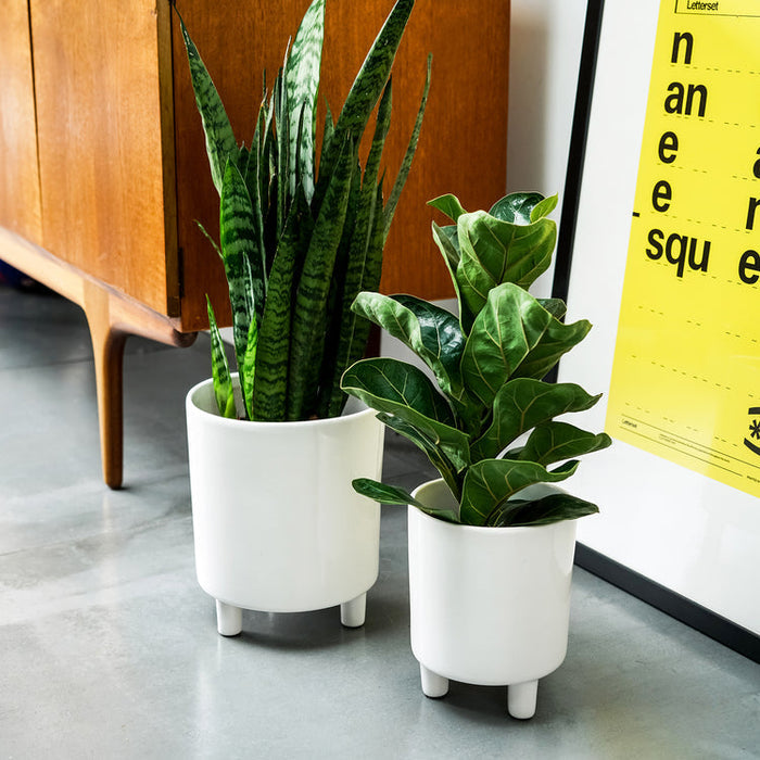 Buy Ivyline Pisa Planter online UK