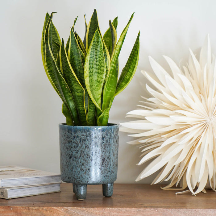 Buy Ivyline Pisa Planter online UK