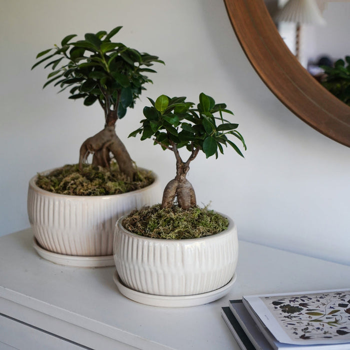 Buy Ivyline Round Bonsai Planter 2 Set online UK