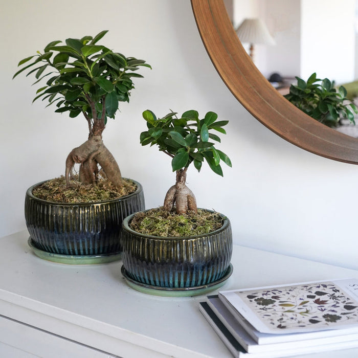 Buy Ivyline Round Bonsai Planter 2 Set online UK