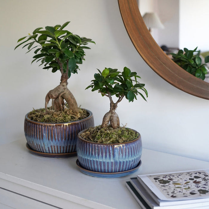 Buy Ivyline Round Bonsai Planter 2 Set online UK
