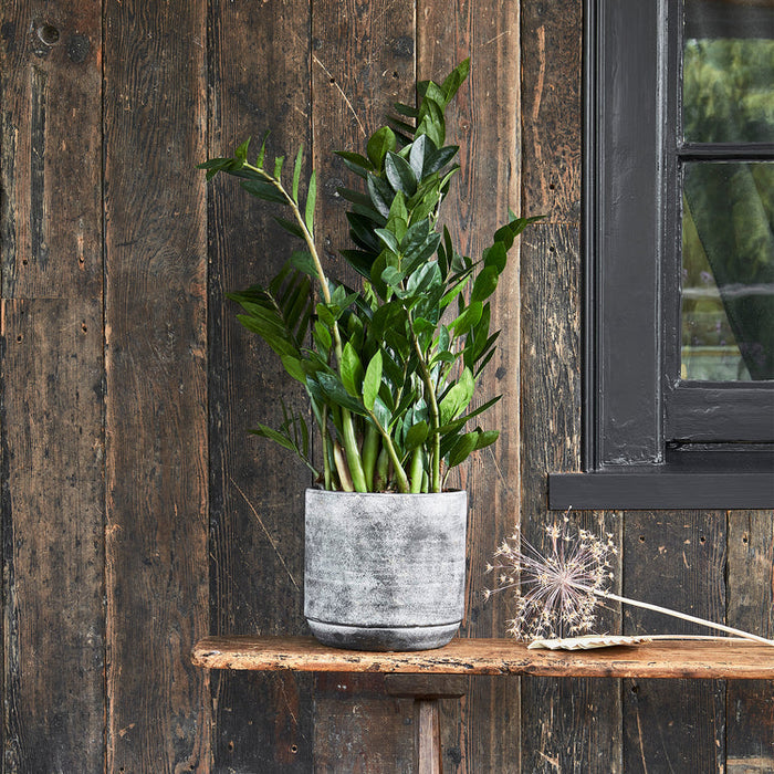 Buy Ivyline Tivoli Planter Earth online UK