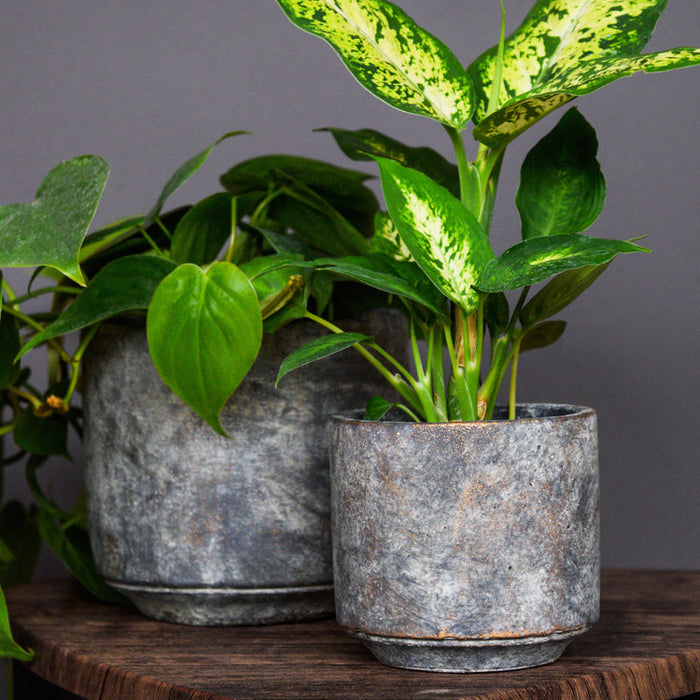 Buy Ivyline Tivoli Planter Earth online UK